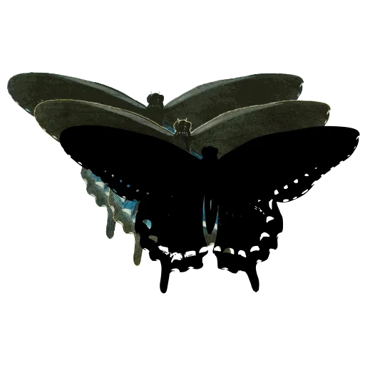 Spotted swallowtail