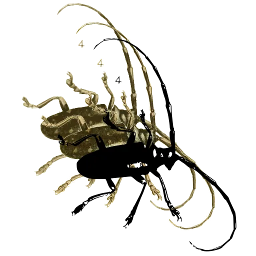 Long-horned beetle 01