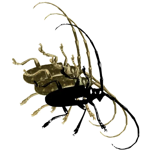 Long-horned beetle 01
