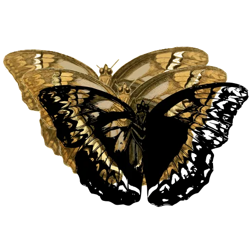 Patterned brush-footed butterfly
