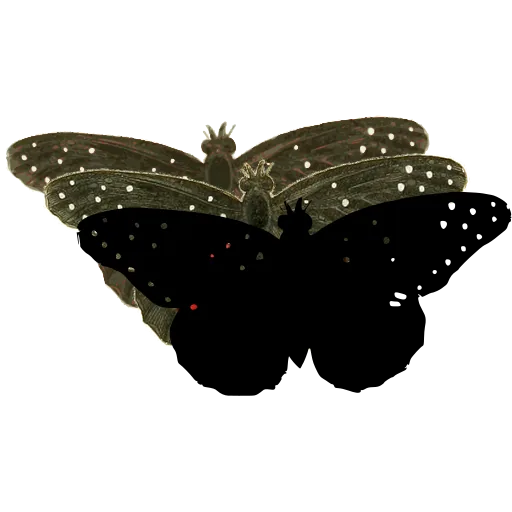 Spotted black butterfly