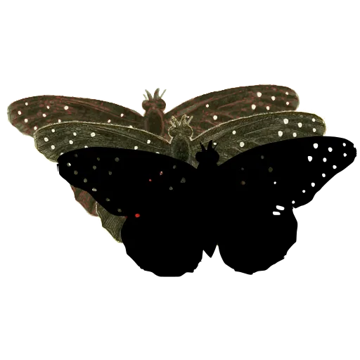Spotted black butterfly