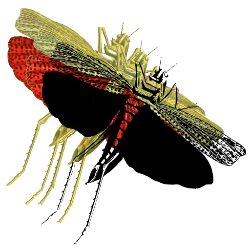 Lacewing with spread wings 01