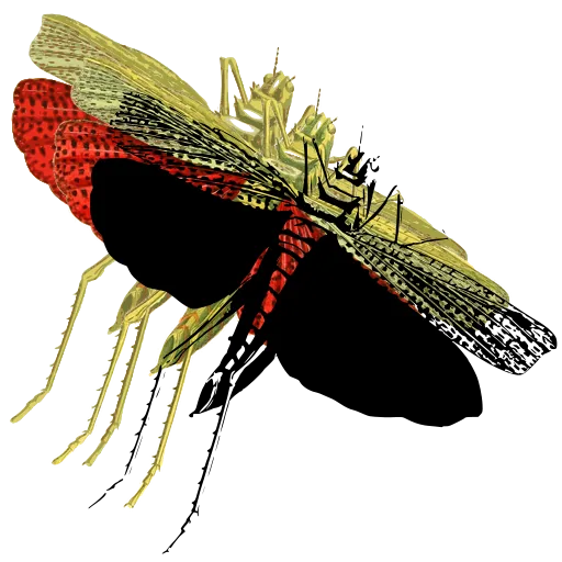 Lacewing with spread wings 01
