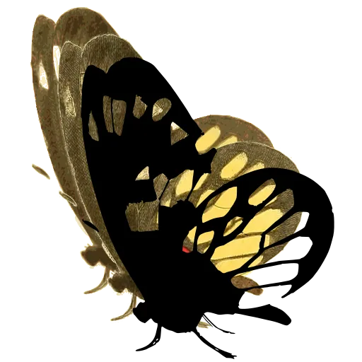 Butterfly in side view 01