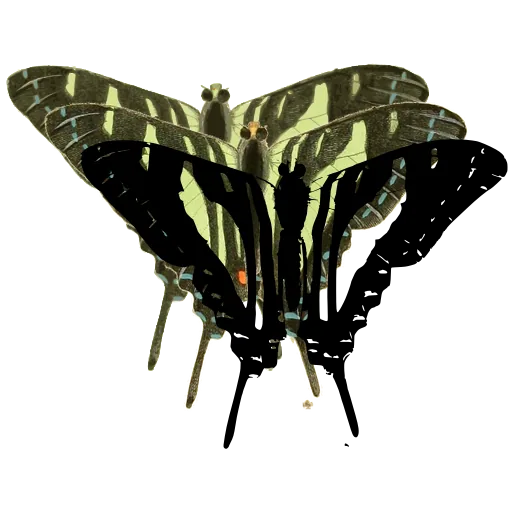Swallowtail butterfly 01