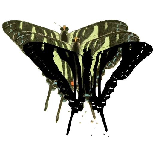 Swallowtail butterfly 01