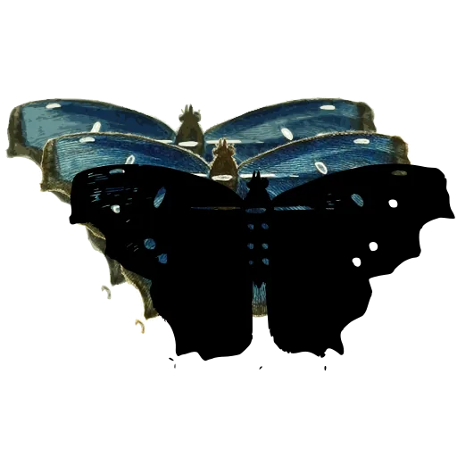 Angled-wing butterfly
