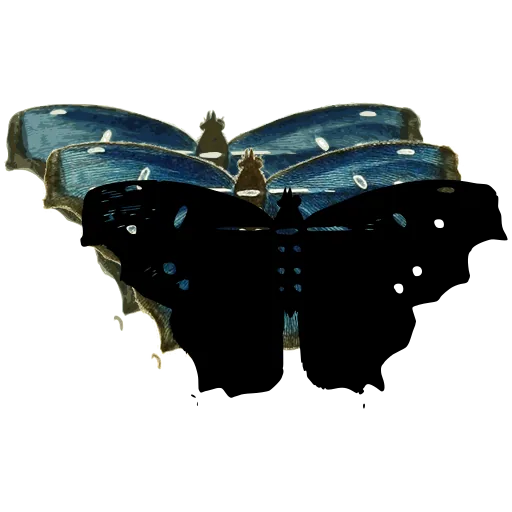 Angled-wing butterfly
