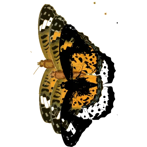 Chequered butterfly in side view 01