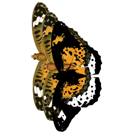 Chequered butterfly in side view 01