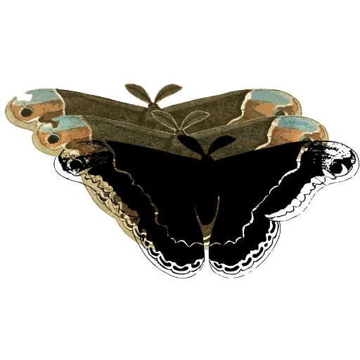 Dark butterfly with scalloped border