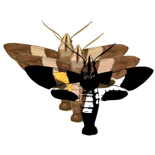 Hawk moth 02