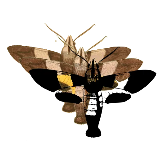 Hawk moth 02
