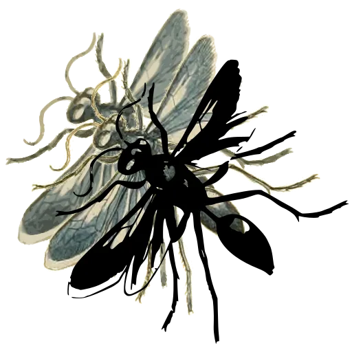Ichneumon wasp 01