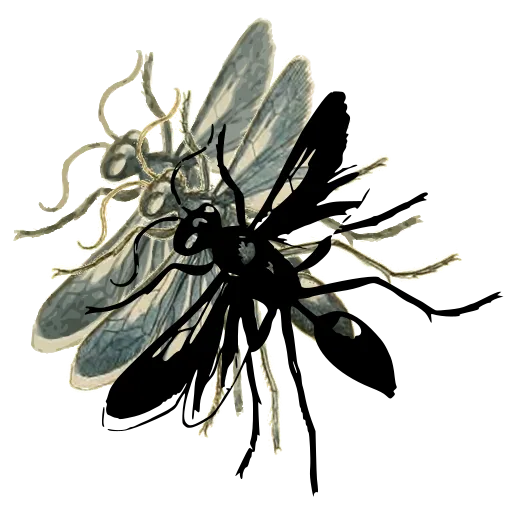 Ichneumon wasp 01