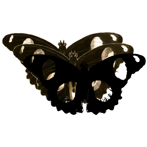 White-spotted butterfly 02