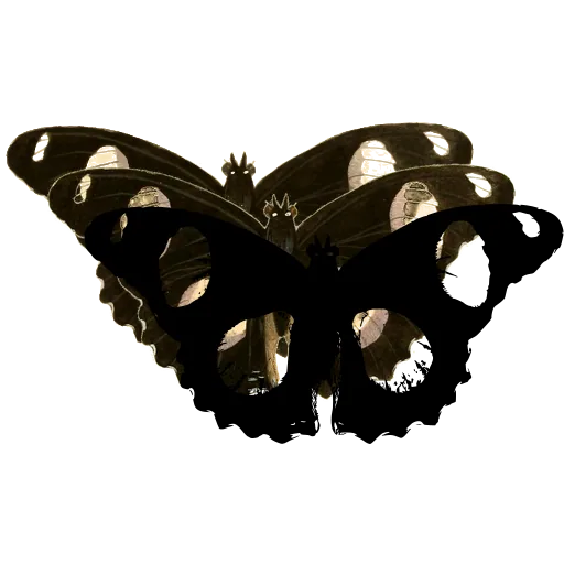 White-spotted butterfly 02
