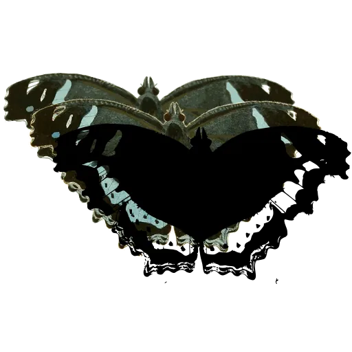 White-bordered butterfly