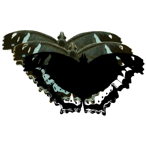 White-bordered butterfly