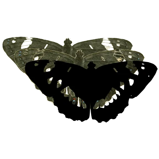 Banded butterfly 02