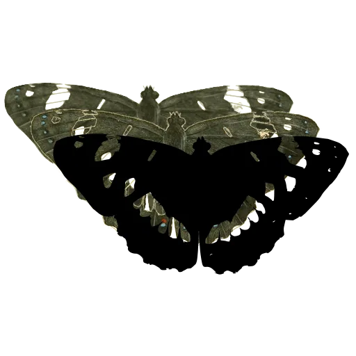 Banded butterfly 02