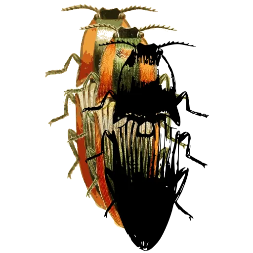 Click beetle 02