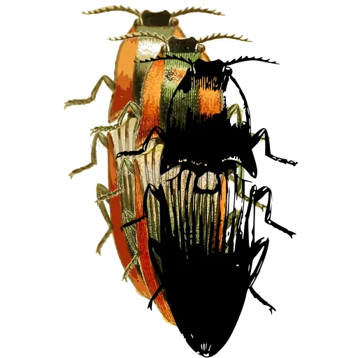 Click beetle 02