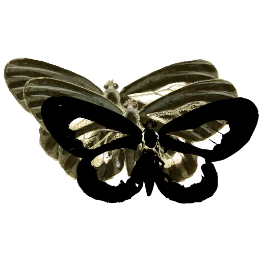 Pale-winged butterfly