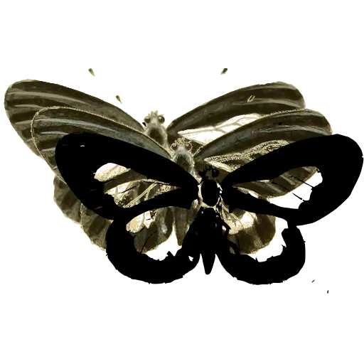 Pale-winged butterfly
