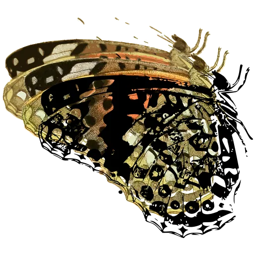 Eyed butterfly underside