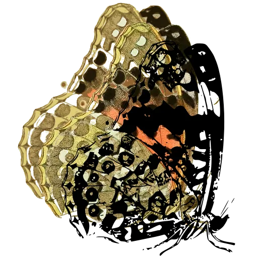 Eyed butterfly underside