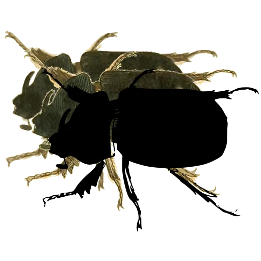 Dung beetle 01