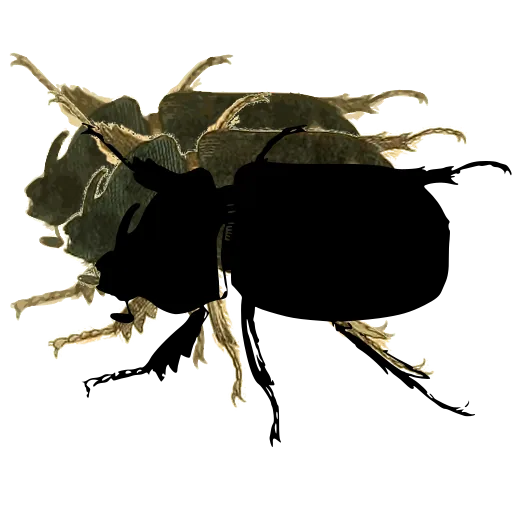 Dung beetle 01