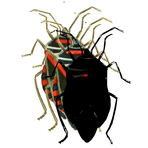 Shield bug 01