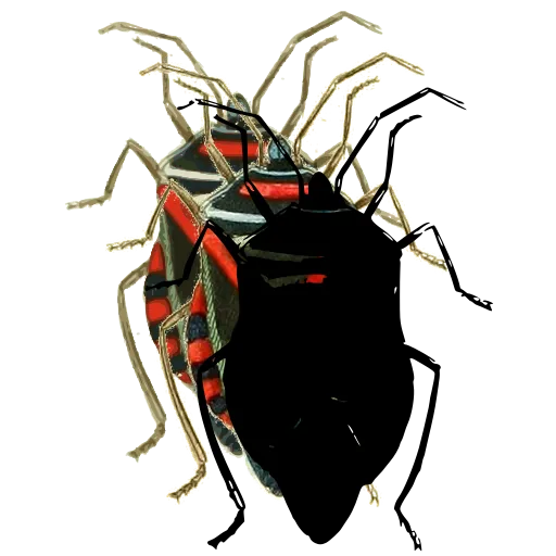 Shield bug 01