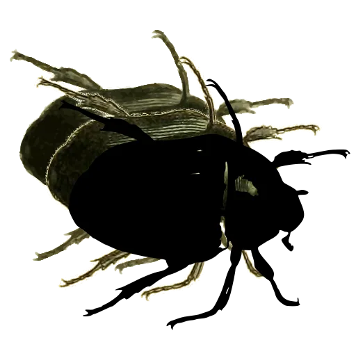 Rounded beetle 01
