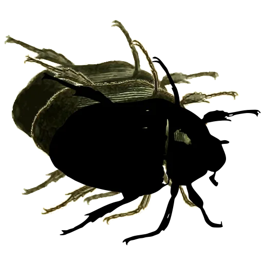 Rounded beetle 01