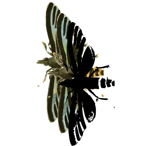 Narrow-winged wasp