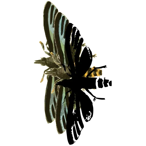 Narrow-winged wasp