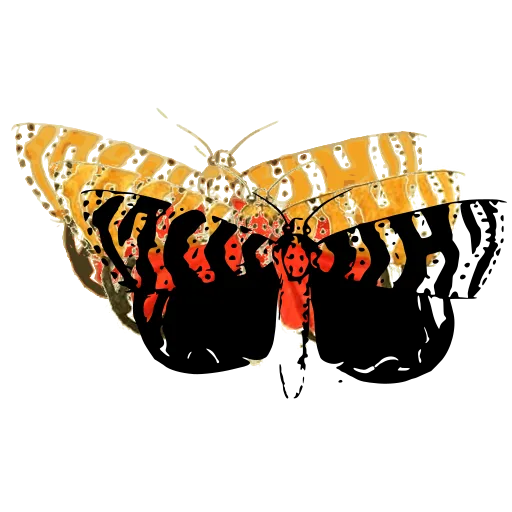 Zigzag-marked moth