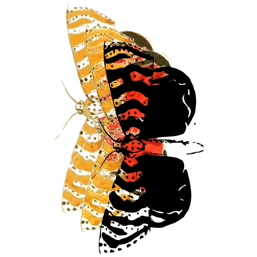 Zigzag-marked moth