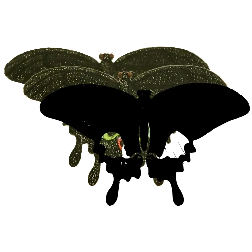 Black swallowtail butterfly 01