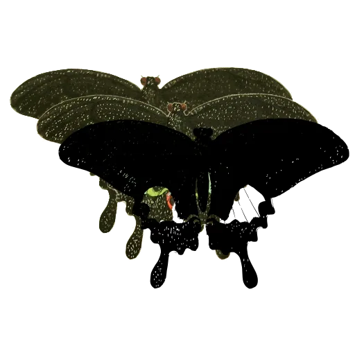 Black swallowtail butterfly 01