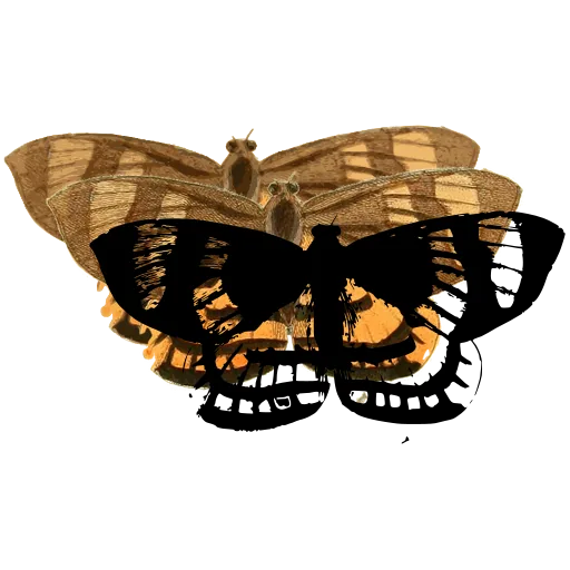 Chequered butterfly 01