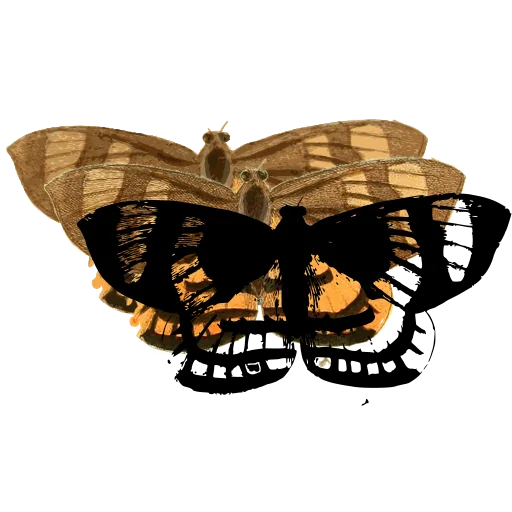 Chequered butterfly 01