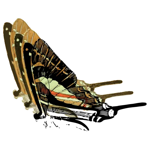 Swallowtail in side view 01