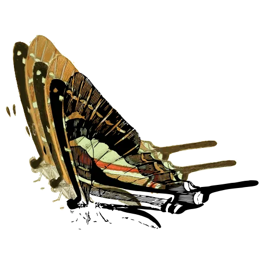 Swallowtail in side view 01