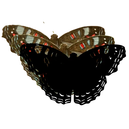 Scalloped dark butterfly