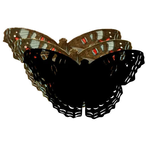 Scalloped dark butterfly